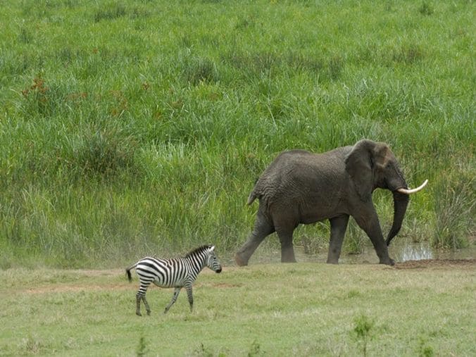 Safari Découverte Tanzanie